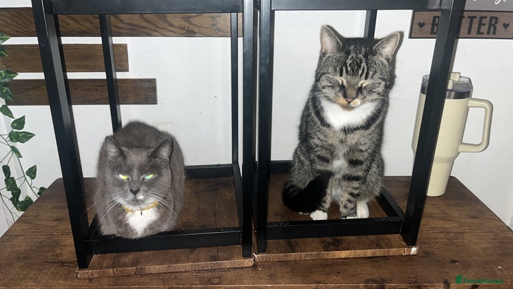 British Shorthair cats - Advert 2