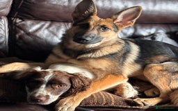 German Shepherd dogs for sale: German Shepard  - Image 2