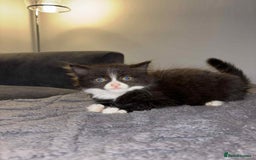 Bengal cats for sale: Four beautiful baby girl kittens  - Image 2