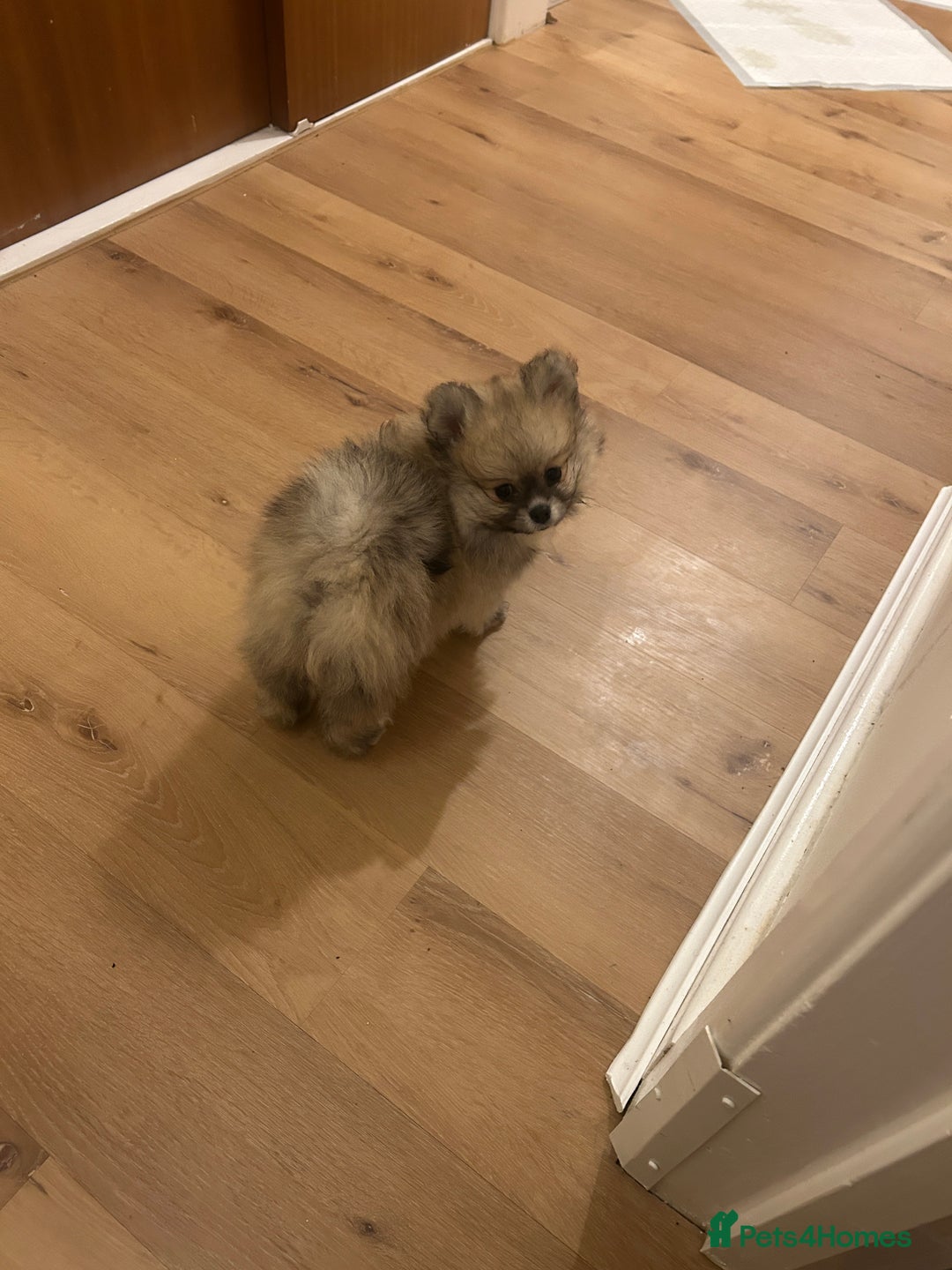 Pomeranian dogs for sale: Ready now***tiny teddy faced Pomeranian baby’s.  - Advert 37
