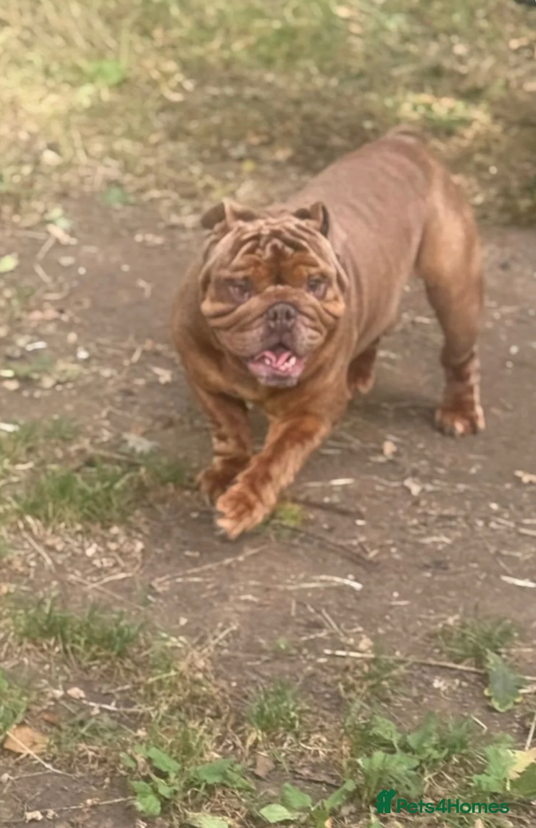 English Bulldog dogs for sale: Gorgeous rare full tan KC reg English bulldog - Advert 2