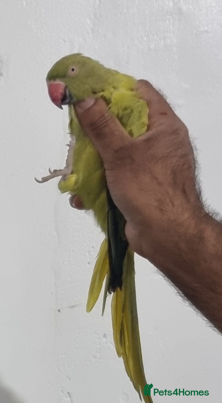 Ringnecks birds Beautiful female rare ringneck talking parrot  - Advert 3