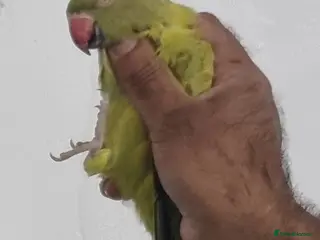 Ringnecks birds Beautiful female rare ringneck talking parrot - Advert 3