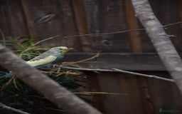 Budgerigars birds for sale: Aviary Bred Budgie Chicks 12 Weeks - Image 7