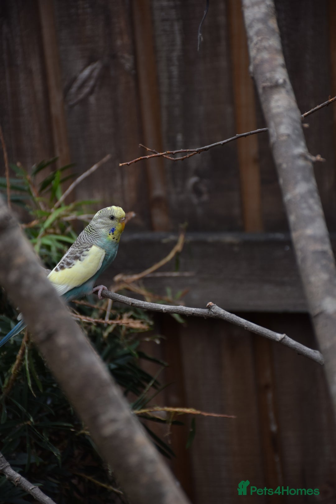 Budgerigars birds for sale: Aviary Bred Budgie Chicks 12 Weeks - Image 7