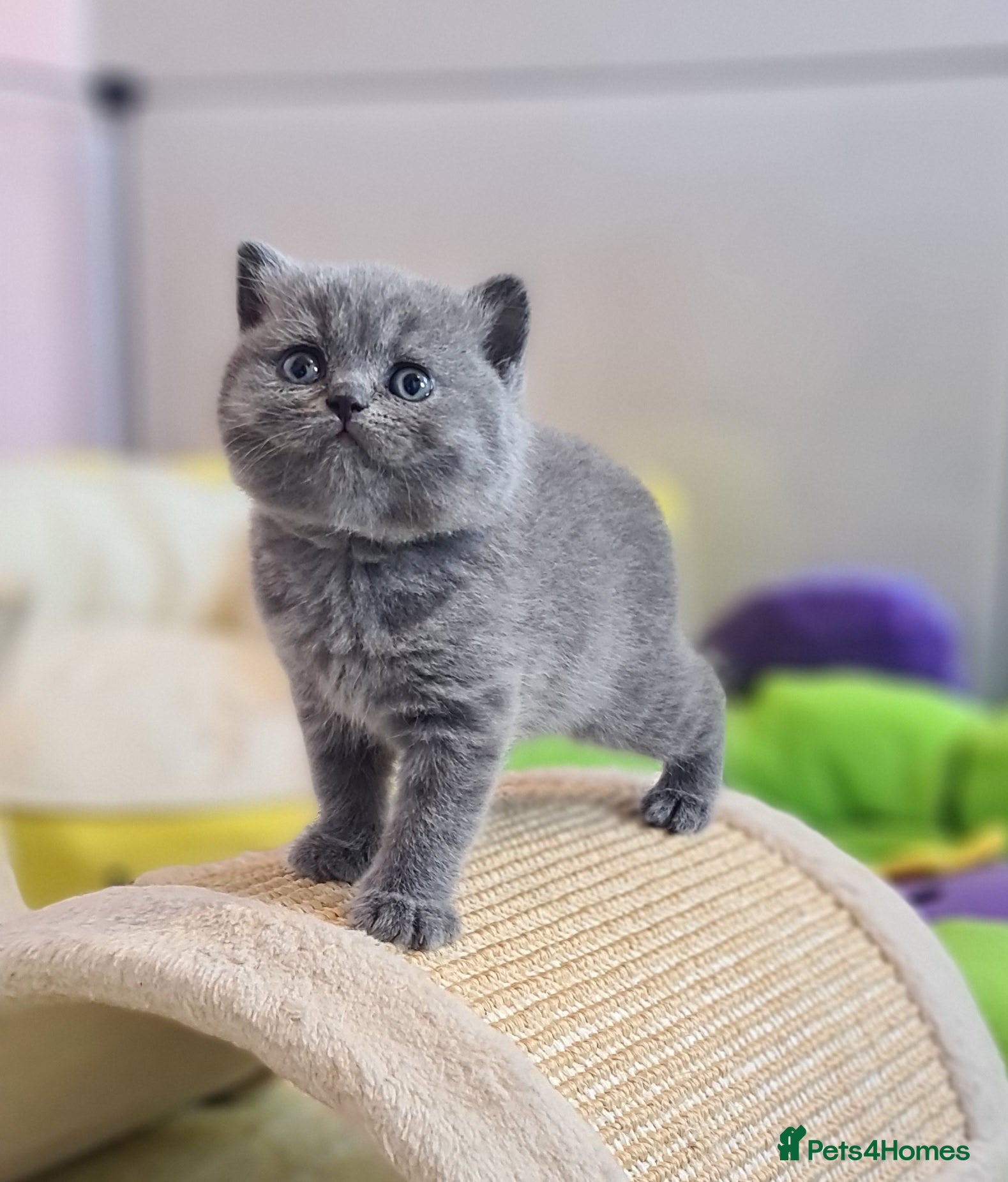 British Shorthair cats Full vaccination&Register GCCF BSH kittens 💝💙 - Advert 2