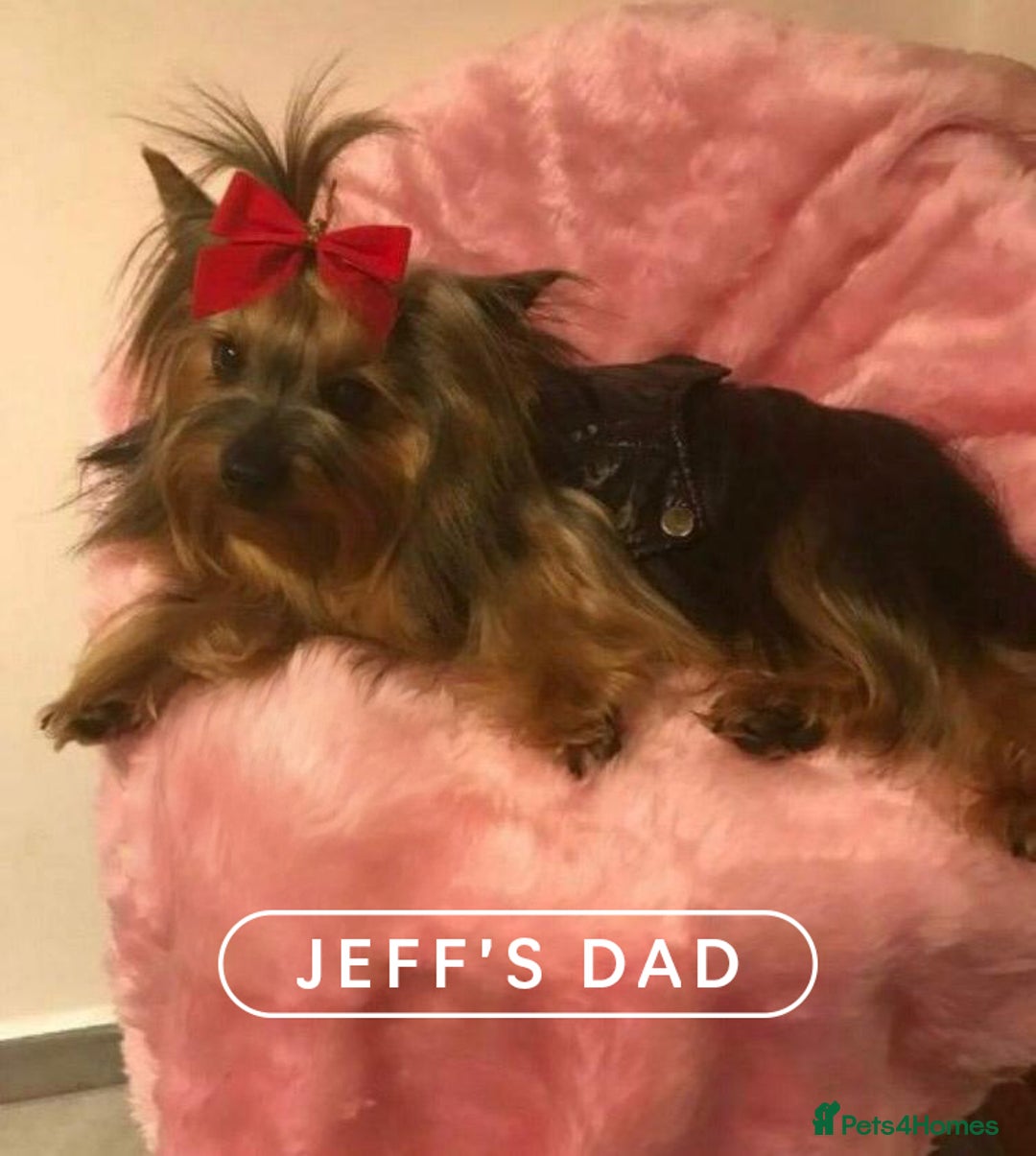 Yorkshire Terrier dogs for stud: Jeff the Yorkie looking for love (stud) - Advert 11