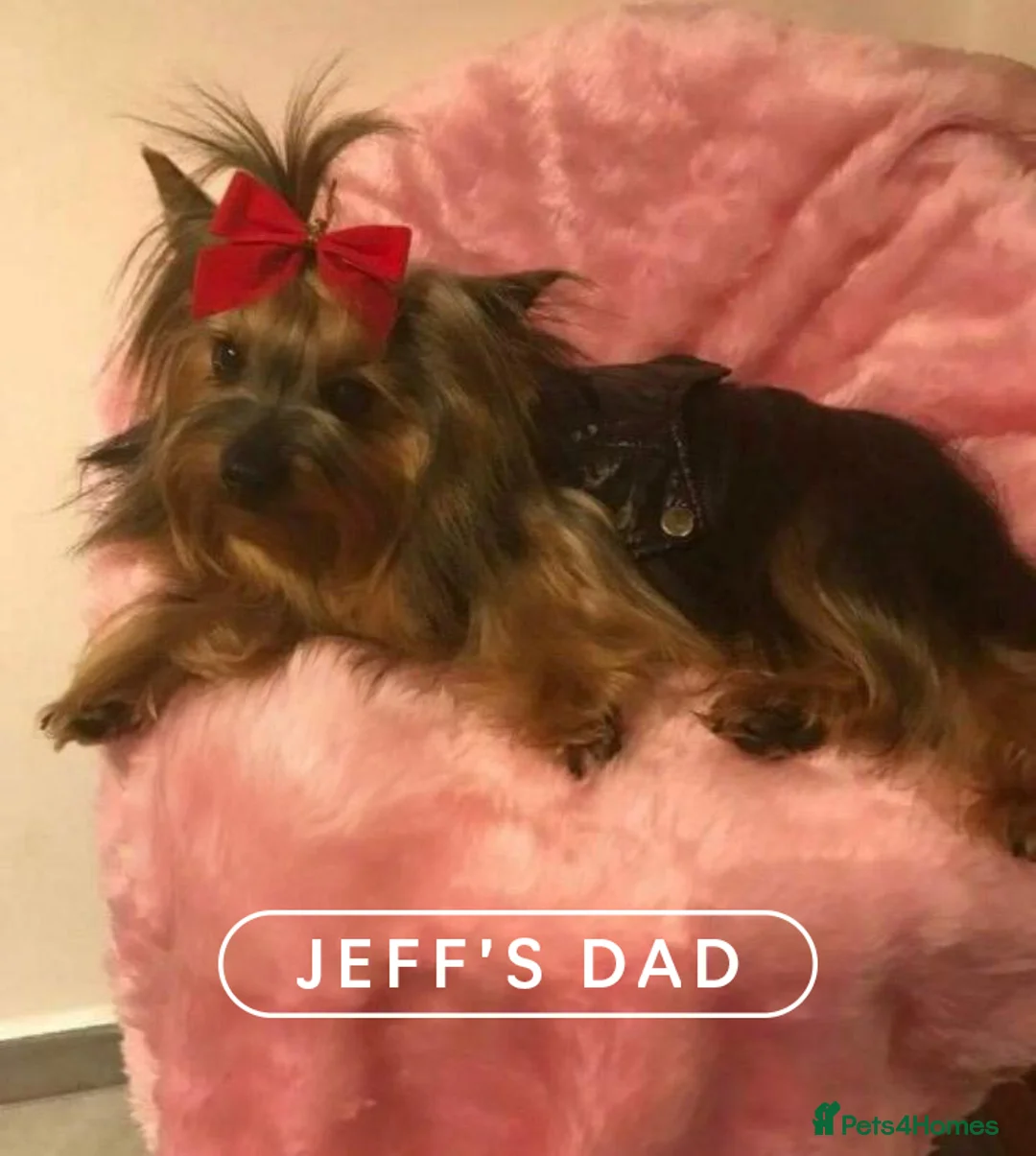 Yorkshire Terrier dogs for stud: Jeff the Yorkie looking for love (stud) - Advert 11
