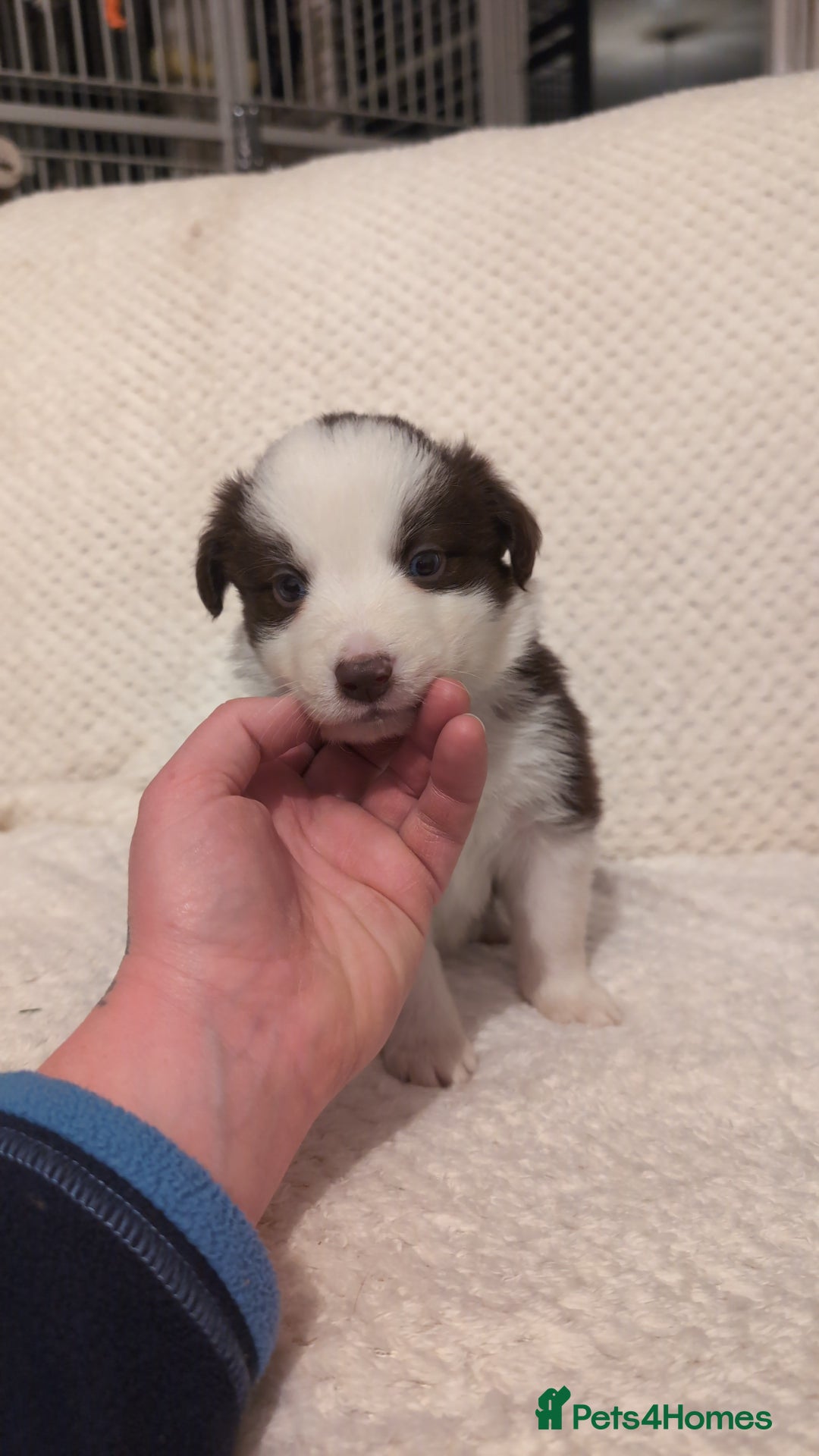 Border Collie dogs for sale: Traditional border collie puppies ready now  - Advert 18