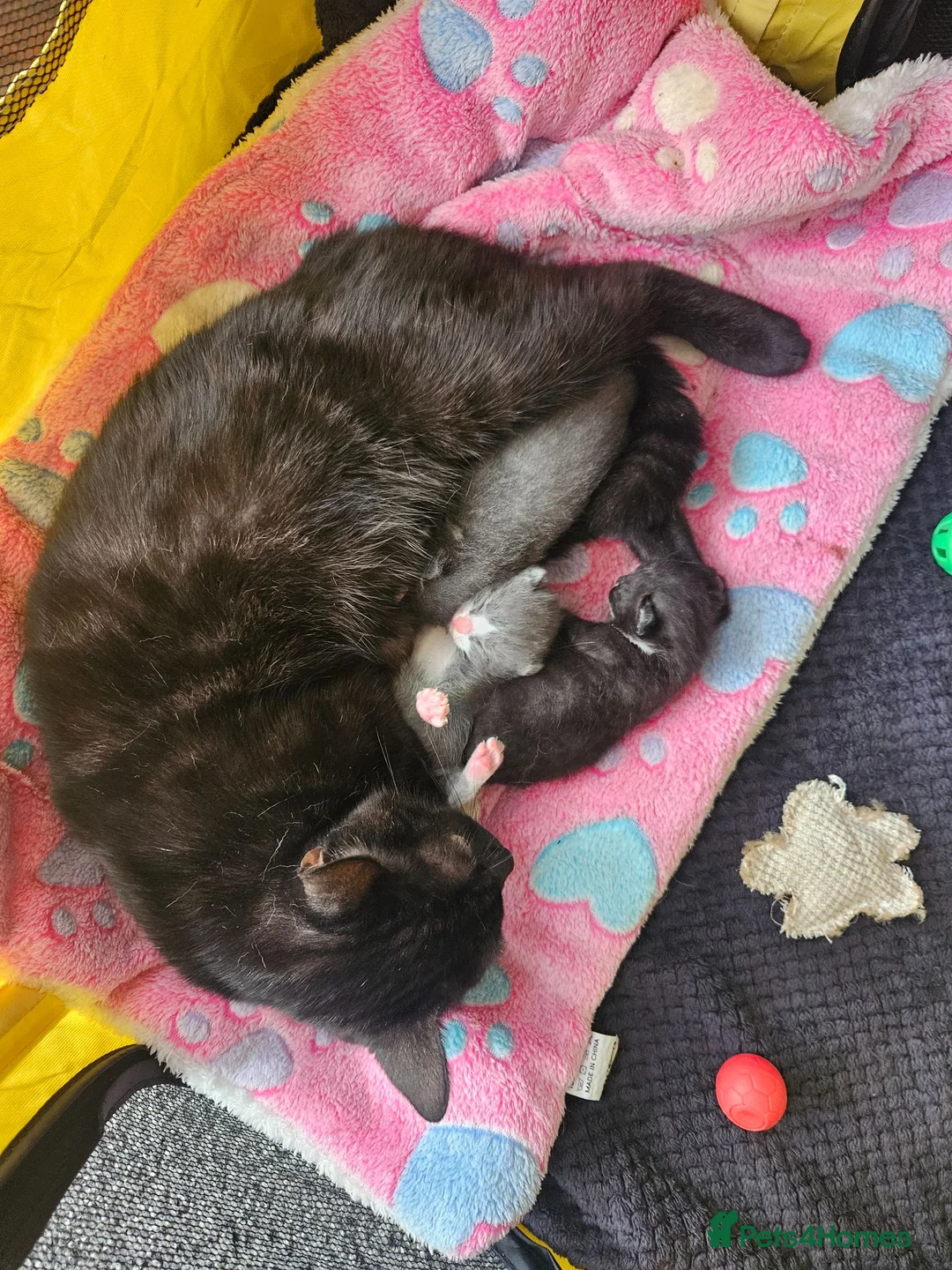 British Shorthair cats for sale: Beautiful British Shorthair Kittens  - Advert 1