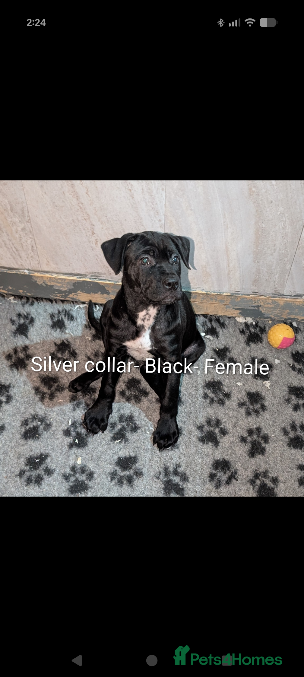 Cane Corso dogs Cane corso puppies  - Advert 9