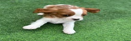 Cavalier King Charles Spaniel dogs for sale: King Charles Cavalier puppes - Advert 7