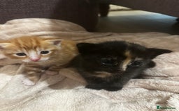 Domestic Shorthair cats for sale: Ginger kitten  - Image 5
