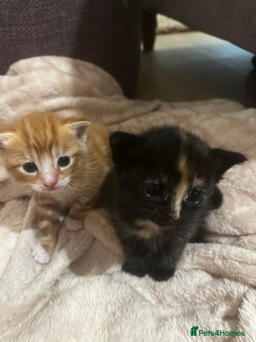 Domestic Shorthair cats for sale: Ginger kitten  - Image 5