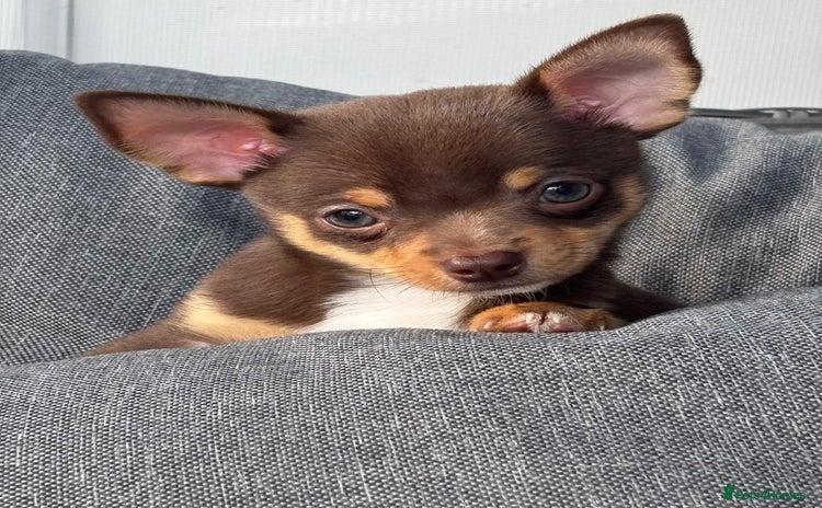 Chihuahua dogs - Advert 2