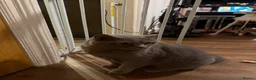 British Shorthair cats for sale: 5 year old cat for sale in Bacup - Advert 4