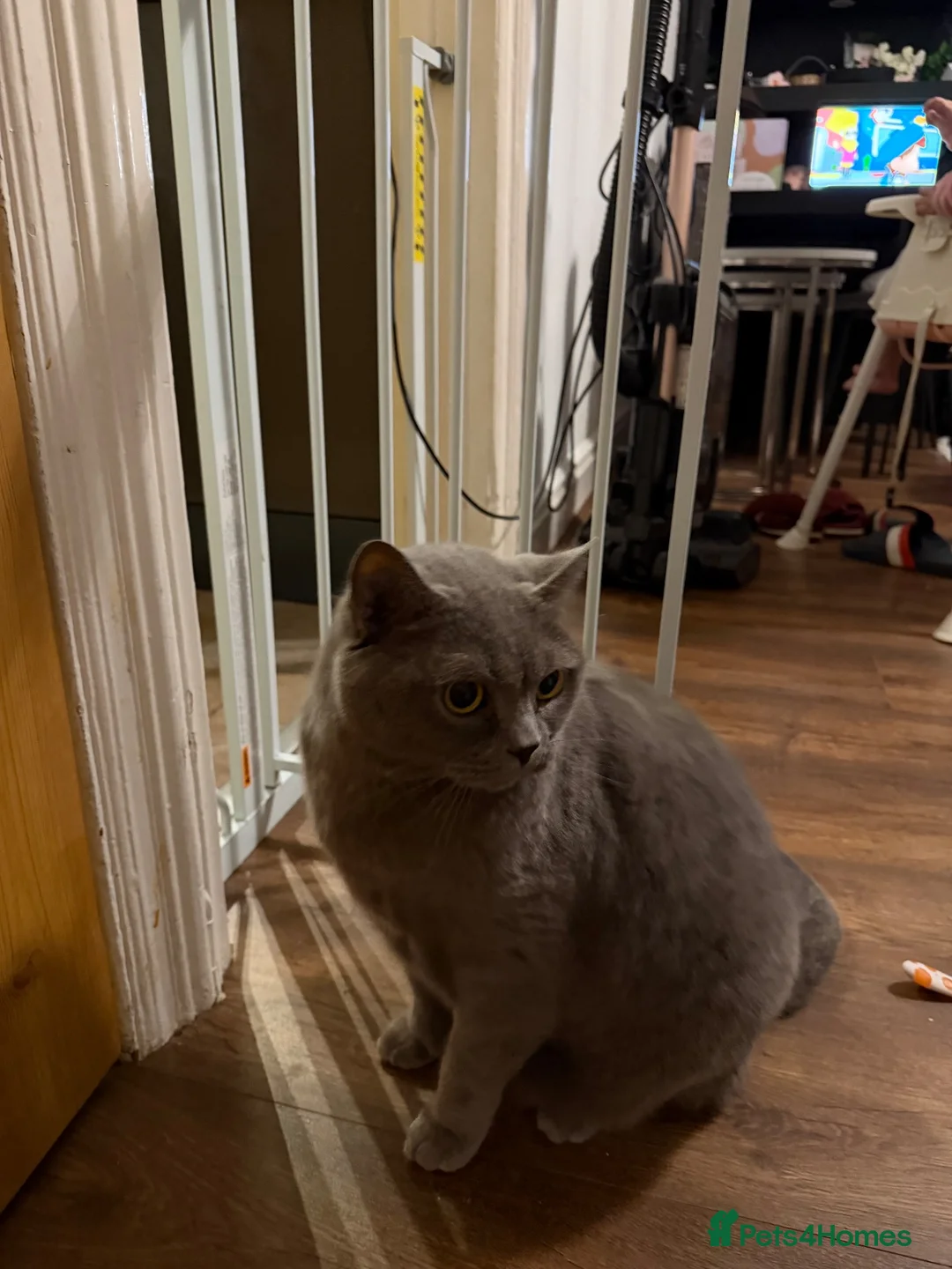British Shorthair cats for sale: 5 year old cat for sale in Bacup - Advert 4