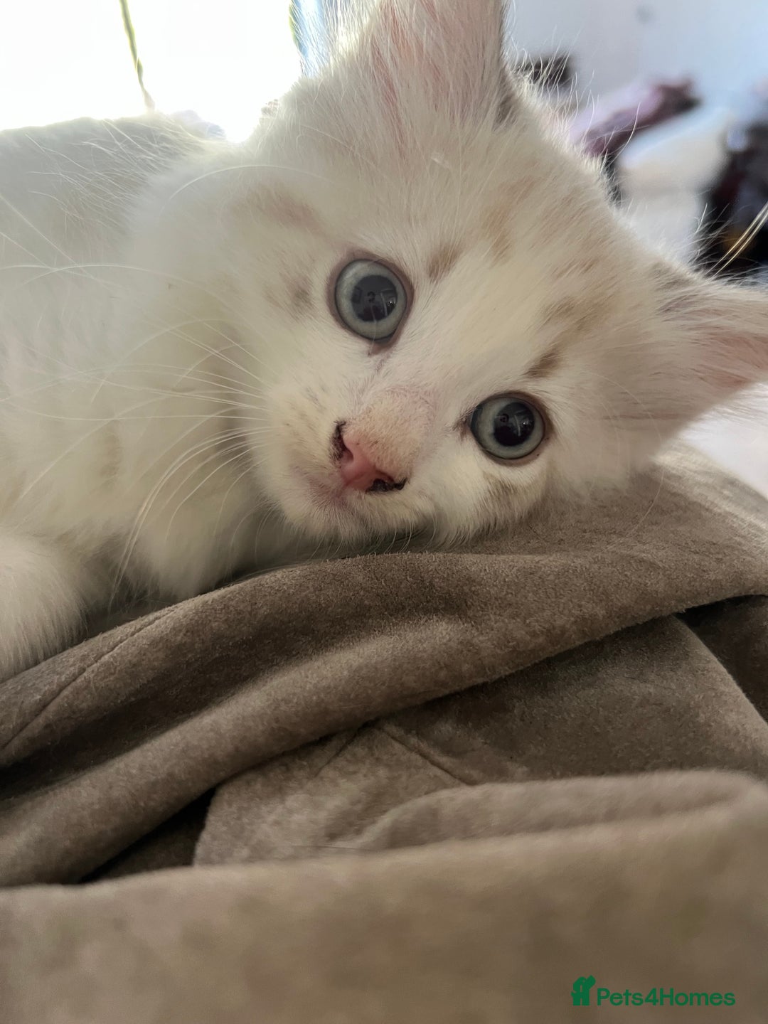 Mixed Breed cats for sale: White and dappled little girl  - Image 6