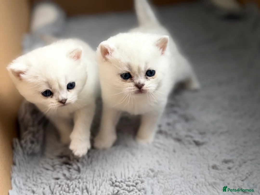 British Shorthair cats for sale: BSH British Shorthair black tipped(silver shaded) - Advert 2