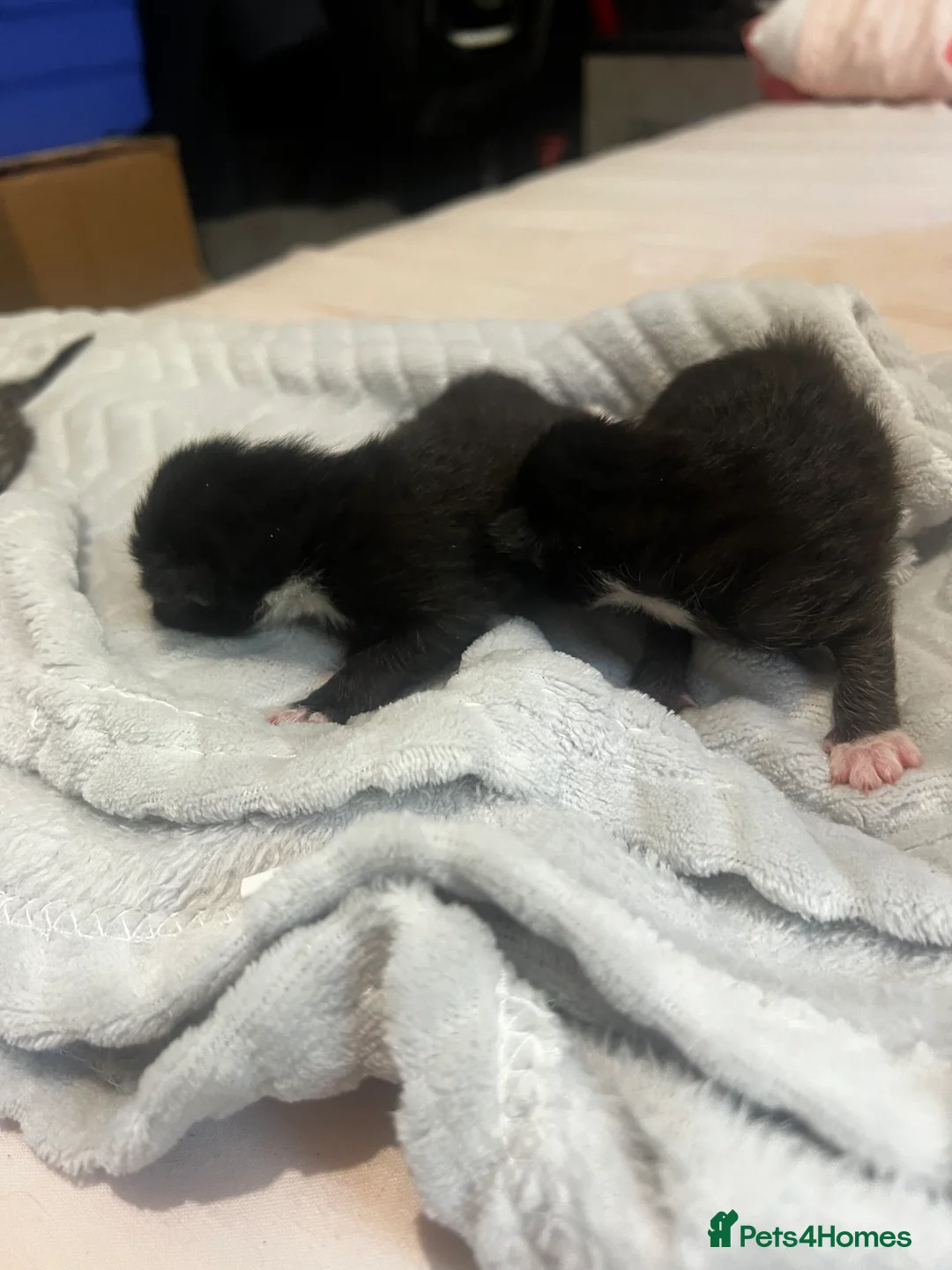Mixed Breed cats for sale: Beautiful Bengal x domestic kitten  - Advert 2