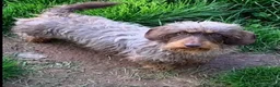 Mixed Breed dogs for sale: Chichi x mini wirehaired dachshund dna health test - Advert 3