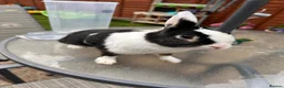 Dutch rabbits for sale: Female bunny  - Advert 1