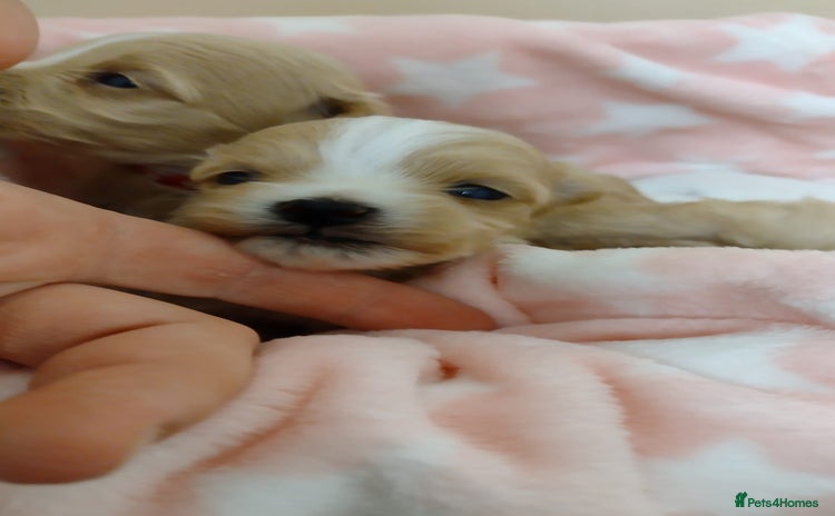 Maltipoo dogs - Advert 3