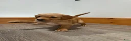 Golden Retriever dogs for sale: KC Fox Red Golden Retriever Puppies  - Advert 17