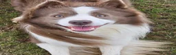Border Collie dogs for sale: 🐾OUTSTANDING *UNIQUE* BORDER COLLIE PUPPIES🐾 - Advert 33