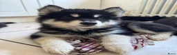 Mixed Breed dogs for sale: Crufts Line Husky x Malamute - Health tested 🐾 - Advert 2