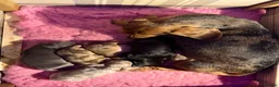 Miniature Dachshund dogs for sale: Miniature Dachshund Puppies  - Advert 11