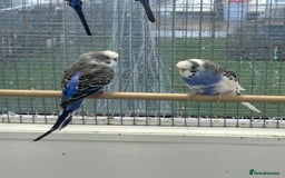 Budgerigars birds for sale: Budgerigars for sale mixed ages mixed genders - Image 12