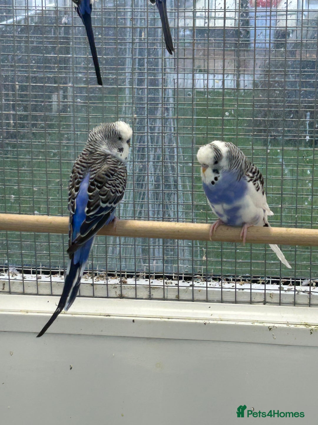 Budgerigars birds for sale: Budgerigars for sale mixed ages mixed genders - Image 12