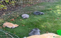 Mini Lop rabbits for sale: Baby rabbits for sale -mini lops - Image 6