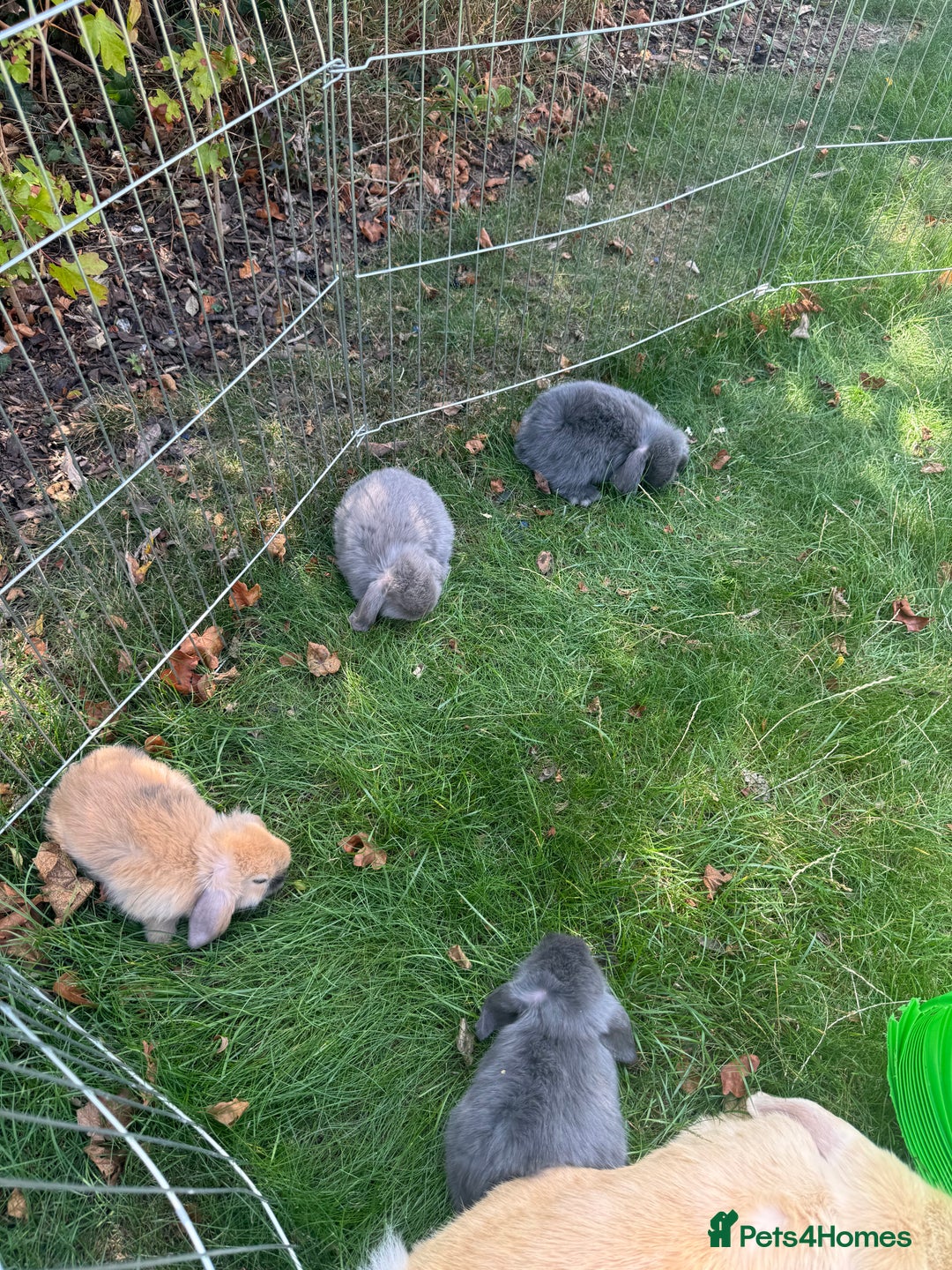 Mini Lop rabbits for sale: Baby rabbits for sale -mini lops - Image 6