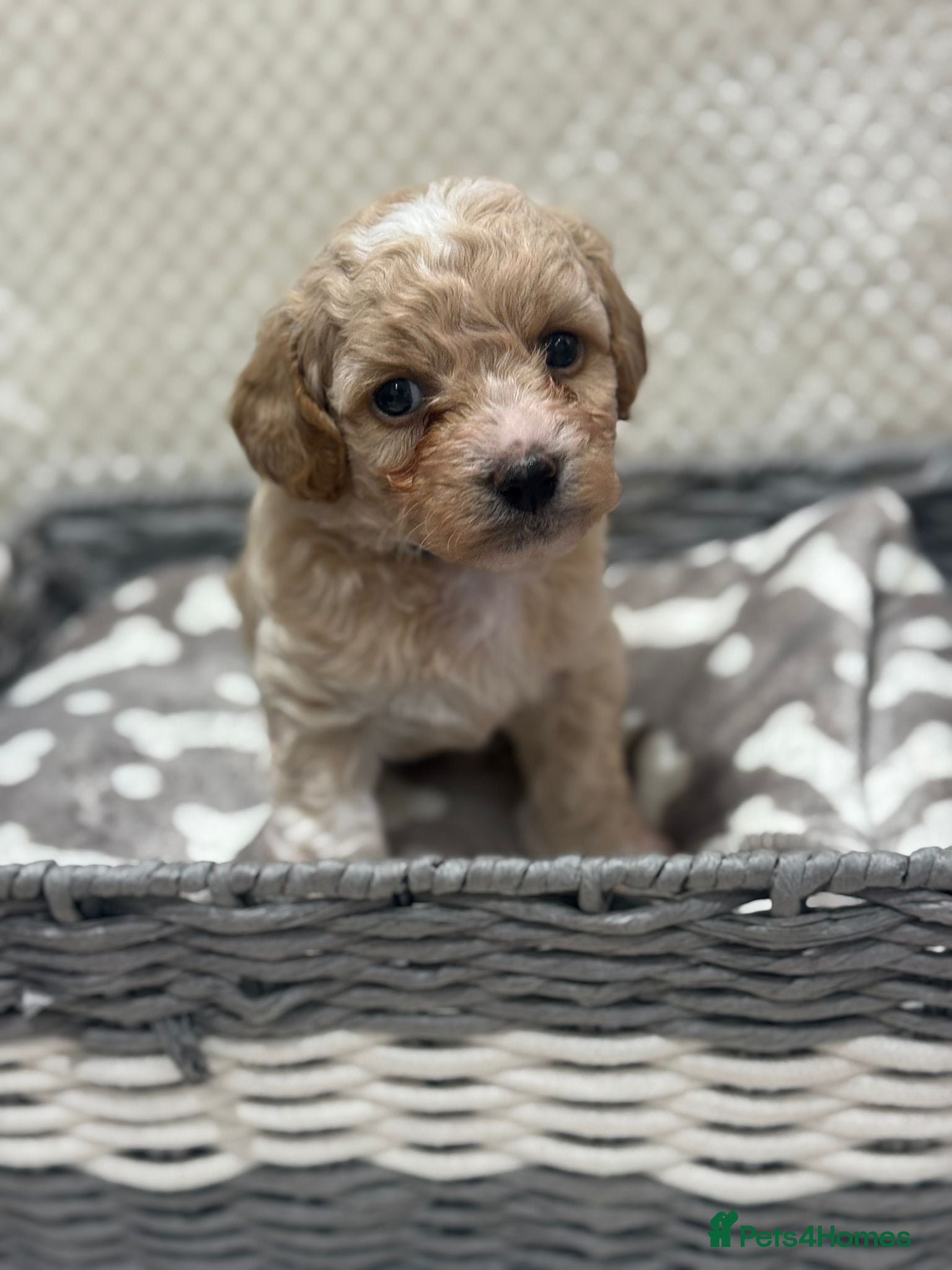 Poochon dogs 🐶 1 boy left 🐶 ready to leave  - Advert 3
