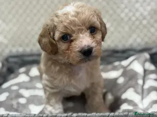 Poochon dogs 🐶 1 boy left 🐶 ready to leave - Advert 3