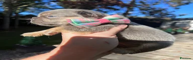 French Bulldog female small lilac tan -  pink and green collar 