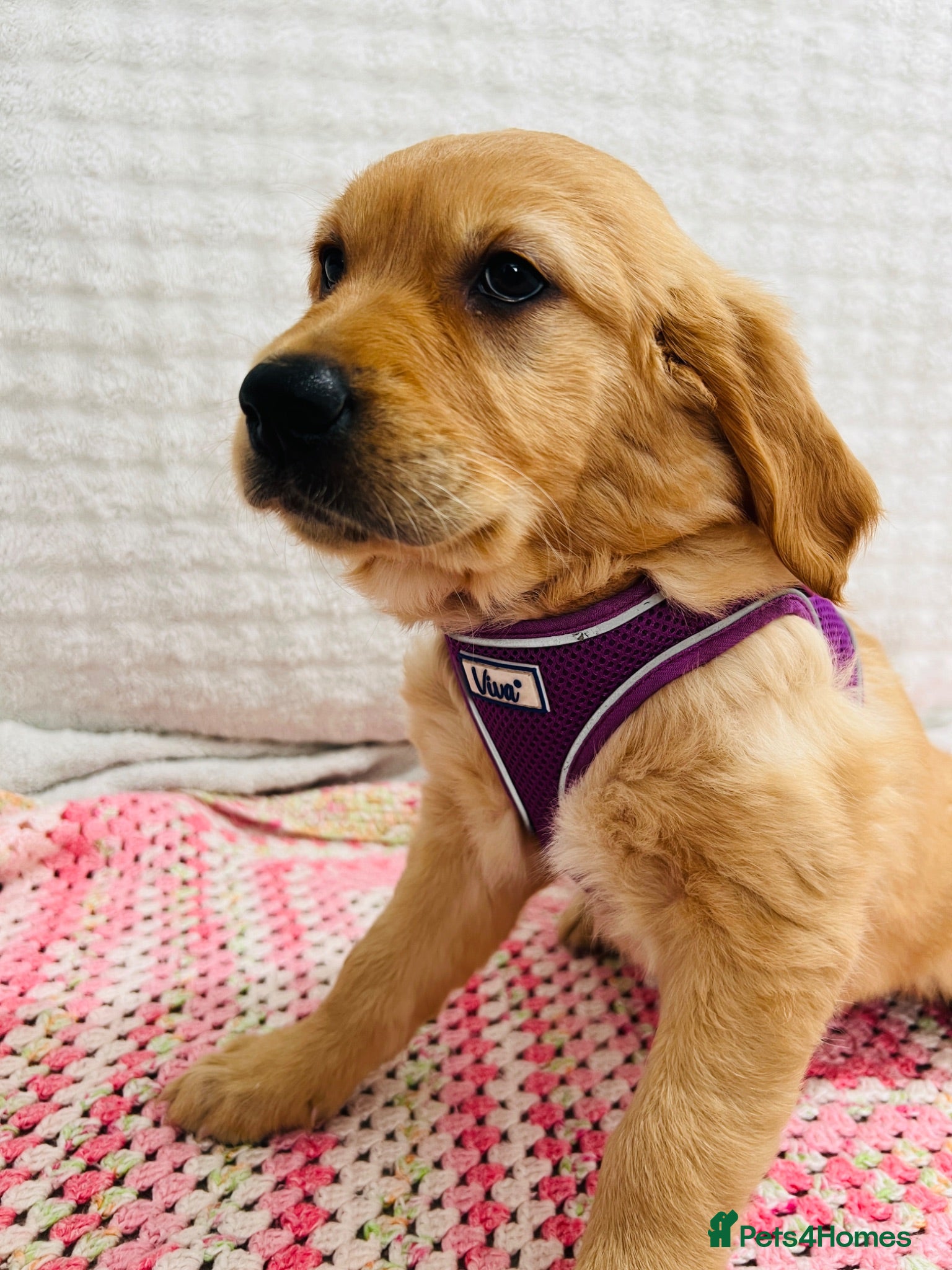 Golden Retriever dogs Ready now - kc, extensively health tested girls  - Advert 11