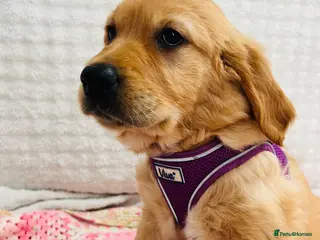 Golden Retriever dogs Ready now - kc, extensively health tested girls - Advert 11