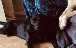 Labrador Retriever dogs for sale: Adorable Golden and Fox Red Puppies - Image 21