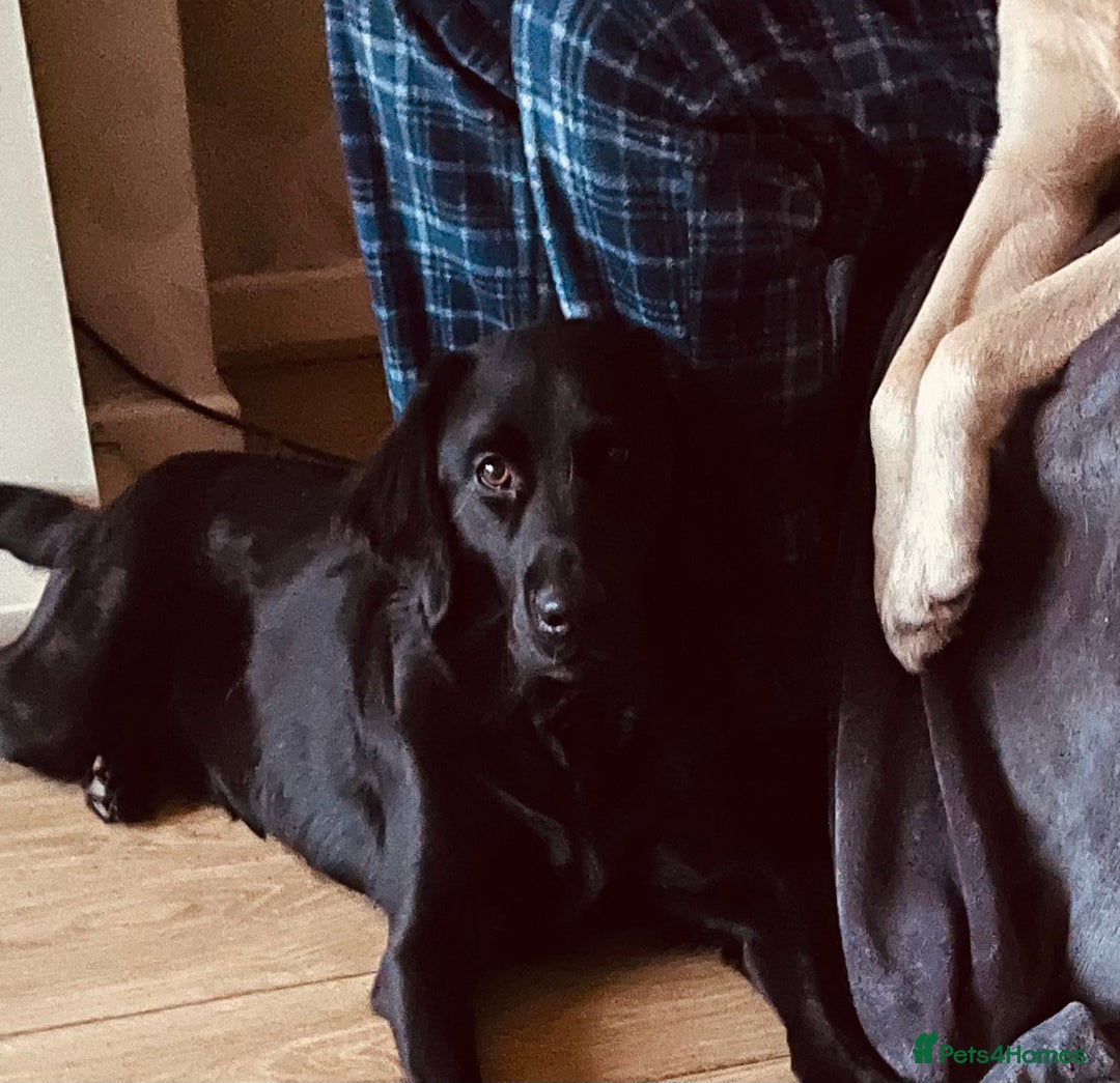 Labrador Retriever dogs for sale: Adorable Golden and Fox Red Puppies - Image 21