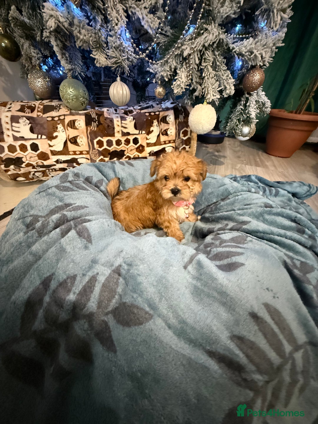 Yorkshire Terrier dogs for sale: Mini Yorkshire Terrier  - Advert 6