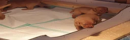 Labrador Retriever dogs for sale:  Labrador Retrievers - Advert 3