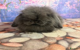 Mini Lion Lop rabbits for sale: Double mane lionlops ready 23rd Oct  - Image 7