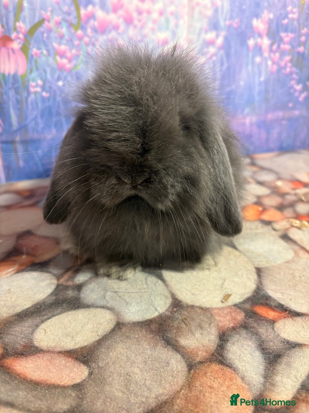 Mini Lion Lop rabbits for sale: Double mane lionlops ready 23rd Oct  - Image 7