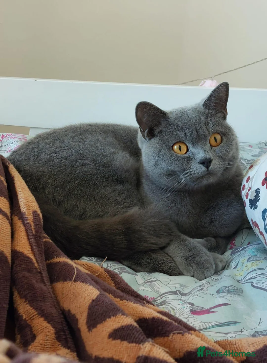 British Shorthair cats for sale: Breeding Queen pure blood British Shorthair in Cardigan - Advert 1