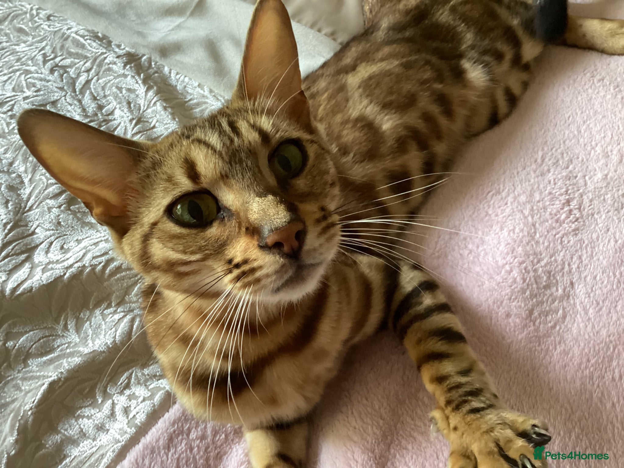 Bengal cats TICA reg pedigree Bengal beautiful sweet girl  - Advert 16