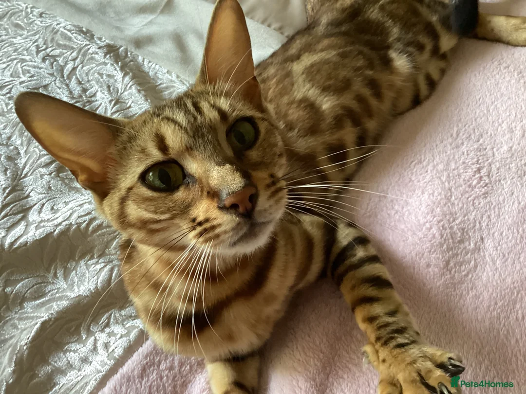 Bengal cats for sale: TICA reg pedigree Bengal beautiful sweet girl  - Advert 1