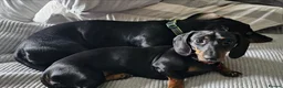 Miniature Dachshund dogs for sale: Wonderful litter of black & tan pups - Advert 7